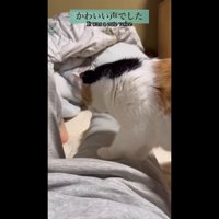かわいい声でした