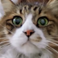 長毛猫ちゃんのお顔