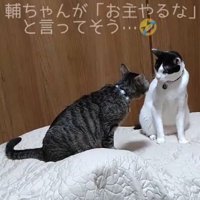 向かい合う2匹の猫