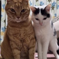 並んで座る2匹の猫