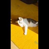お顔をくしくし