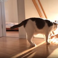 子猫を誘導する猫