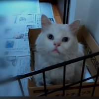ダンボール箱の中から見上げるシロちゃん