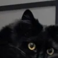 振り向く猫