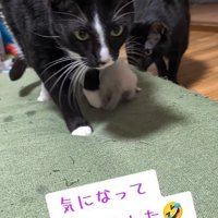 気になる