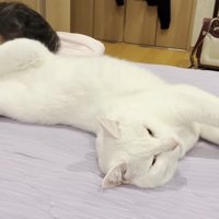 ヘソ天