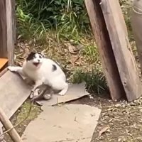 威嚇する猫
