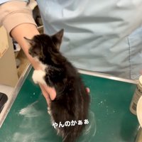診察台の上に移動する子猫