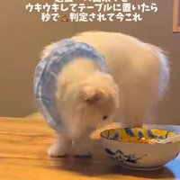 カレーの匂いを嗅ぐ猫