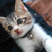 抱っこされる子猫