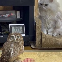 飼い主を見つめるフクロウ