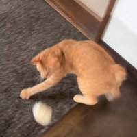 パンを追いかける猫