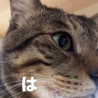 キジトラ猫の顔のドアップ