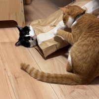 紙袋に入っている猫の顔を見ながら左前足をあげている茶トラ猫