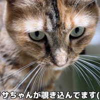 下を見る猫