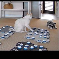 「NO」のボタンを押す猫