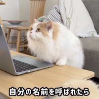 不思議そうな顔をするレモンくん