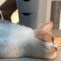 寝そべる茶白猫