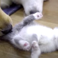 遊んでもらうミッキーくん