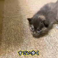歩くサビちゃん