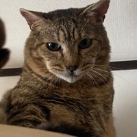 キャットウォークから飼い主を見下ろす猫
