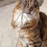 毛糸を頭に乗せた猫の写真2