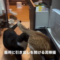 引き出しを開けている猫とそれを見ている猫