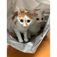 袋の中にいる猫たち