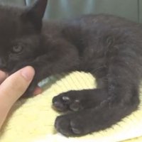 甘えるロコちゃん%%