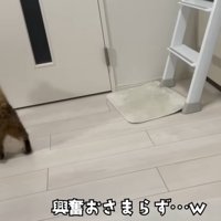 ドアの前にいる猫