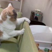 ソファに前足を乗せる三毛猫
