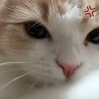 パンチする猫