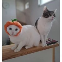 室内にいる猫