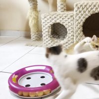 猫パンチをする子猫