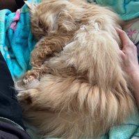 男性の近くで丸まって眠る薄茶色の猫