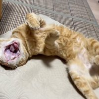 あくびする猫