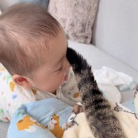 赤ちゃんを尻尾であやすキジトラ猫