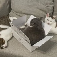 室内にいる猫