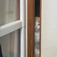 目を細めてドアの隙間からのぞいている猫