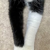 左が短く、右が長い猫の前足の白い模様