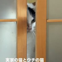引き戸の隙間から覗き込む猫（センター）