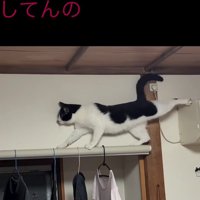 足を伸ばす猫