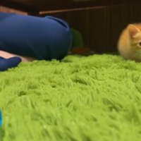ボールを狙う子猫