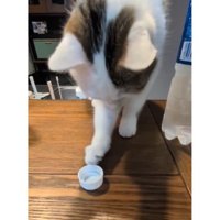 ペットボトルの蓋で遊ぶ猫