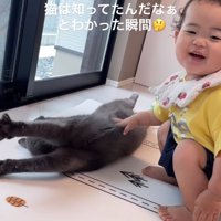 子供にお腹を触られて伸びをしている猫（子供の目線カメラ）