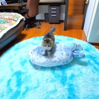 アザラシのぬいぐるみを踏む猫