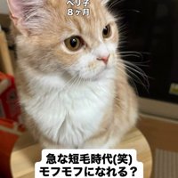 イスに座る猫
