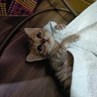 見上げる子猫