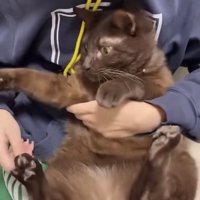 飼い主に肉球をこそばされる保護猫