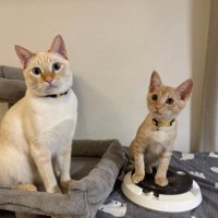 先住猫と子猫